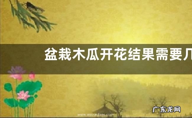 盆栽木瓜开花结果需要几年，附木瓜的种植价值