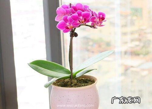 兰花叶面有斑点该怎么处理