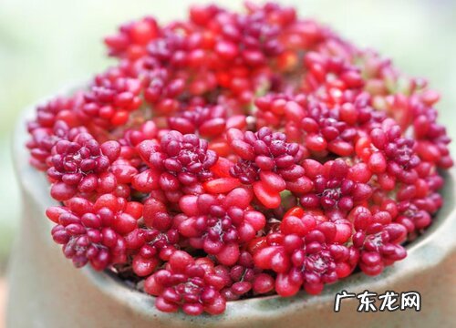 多肉徒长刹不住怎么办怎么解决恢复长势