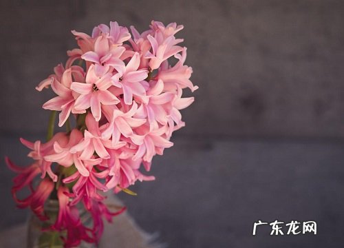 风信子代表什么花语