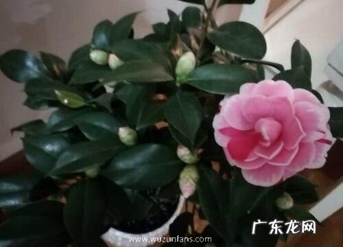 茶花怎么进行施肥植株枝繁叶茂开花多