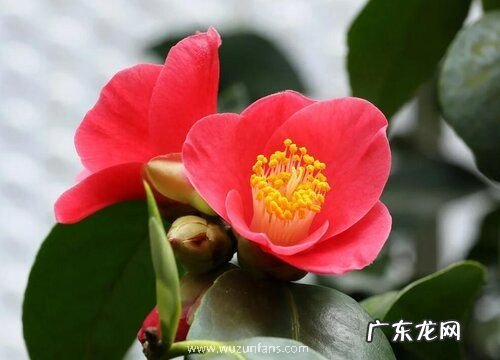 茶花怎么进行施肥植株枝繁叶茂开花多