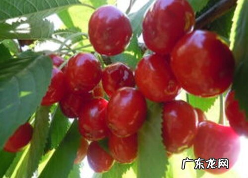 樱桃怎么繁殖方法和注意事项