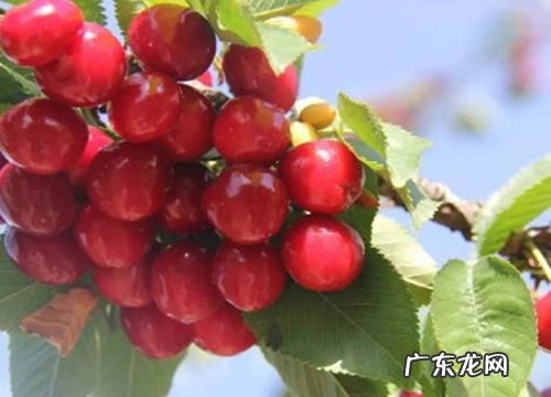 樱桃怎么繁殖方法和注意事项