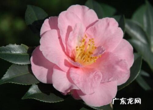 春季养茶花如何做好病害的防治工作