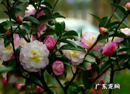 春季养茶花如何做好病害的防治工作