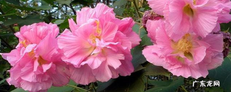 芙蓉花和木槿花有什么不同，附芙蓉花和木槿花简介