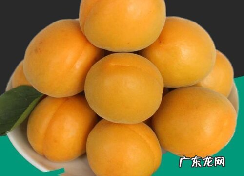 杏子是热带水果吗