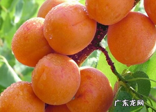 杏子是热带水果吗