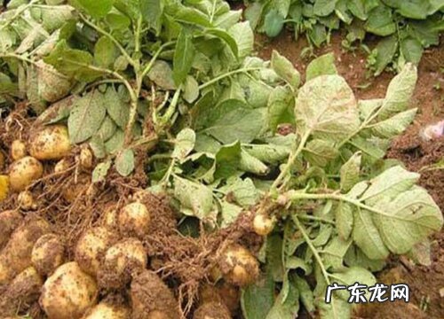 土豆几月份种植合适