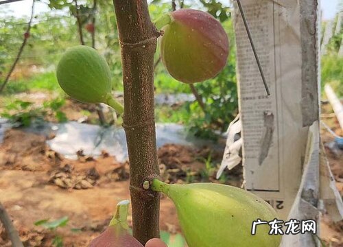 春季如何给无花果追肥遵循什么原则