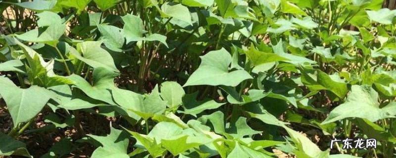 地瓜叶能生吃吗,附地瓜叶的种植方法