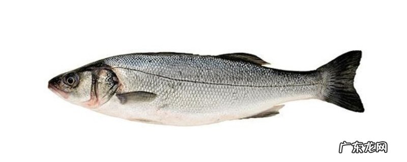 鲈鱼可不可以生吃，鲈鱼生鱼片怎样做