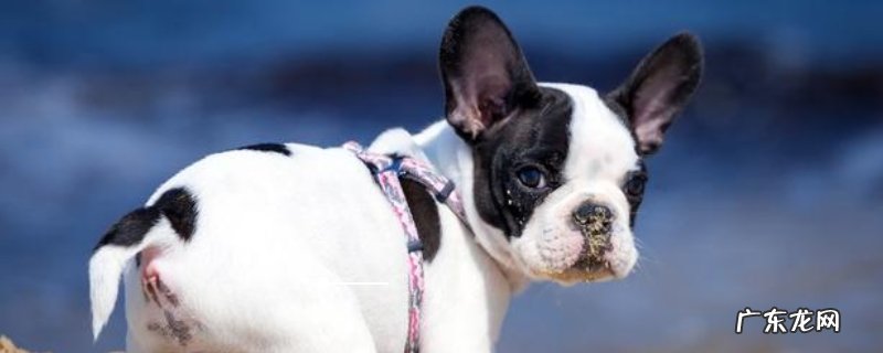 养法斗有哪些缺点,这六大缺点不可不知