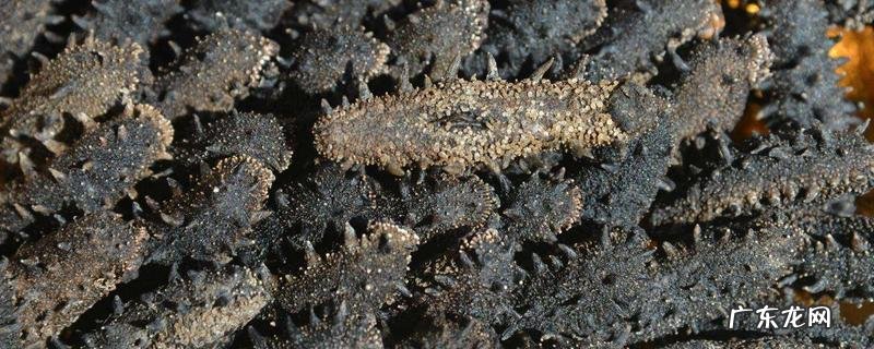 干海参的保质期,附保存方法