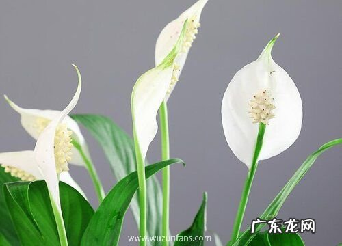 白掌水培的养殖方法和注意事项有哪些