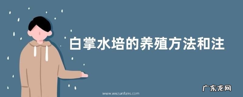 白掌水培的养殖方法和注意事项有哪些