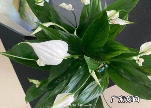 白掌水培的养殖方法和注意事项有哪些