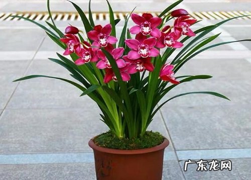 春季为什么不能急着把兰花移到室外