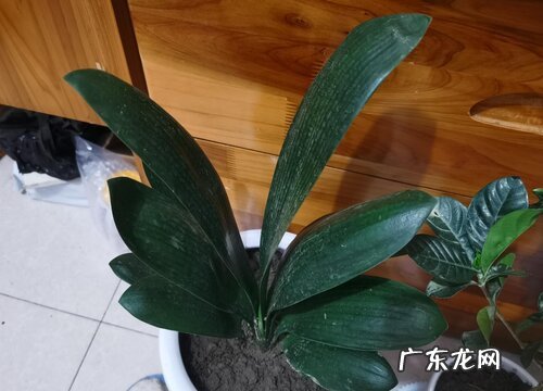 君子兰喷叶面肥都有哪些讲究