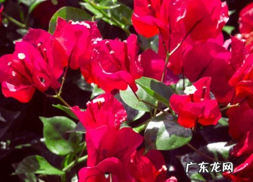 给三角梅如何施肥爆盆更容易