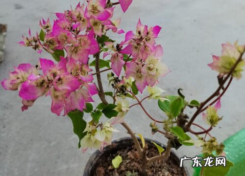 给三角梅如何施肥爆盆更容易