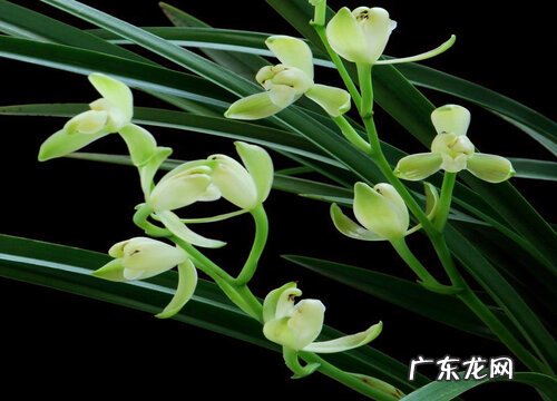 兰花喷叶面肥需要遵循哪些原则