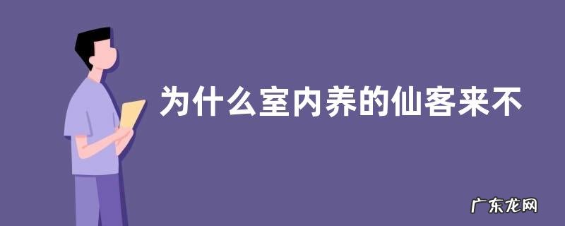 为什么室内养的仙客来不爱开花