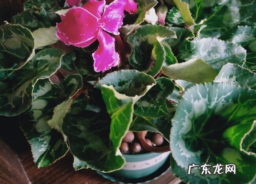 为什么室内养的仙客来不爱开花