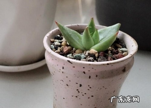 多肉冻伤后该如何急救