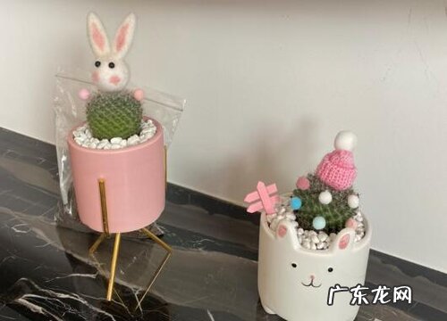 多肉冻伤后该如何急救