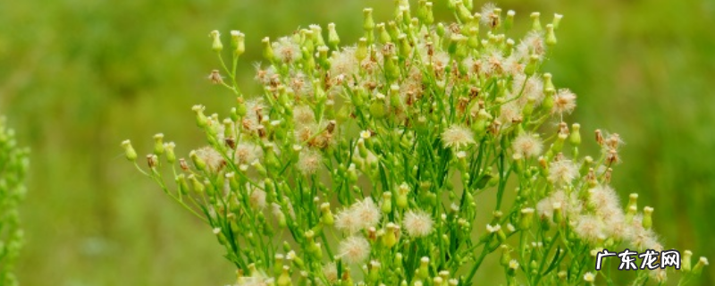 飞蓬与小蓬草有什么不同,附小蓬草形态特征