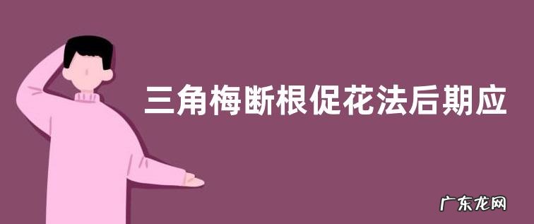 三角梅断根促花法后期应该怎么补救