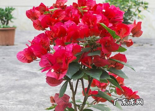 三角梅断根促花法后期应该怎么补救