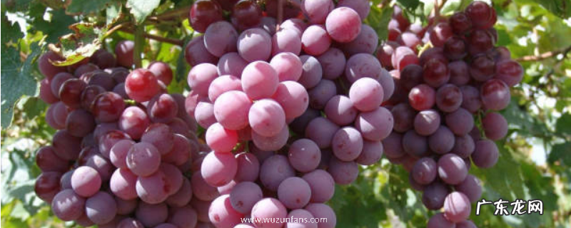 葡萄开花结果需要几年,附葡萄的栽培历史