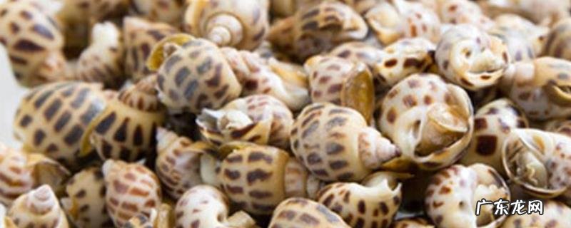 花螺和香螺有什么不同,附花螺烹饪方法