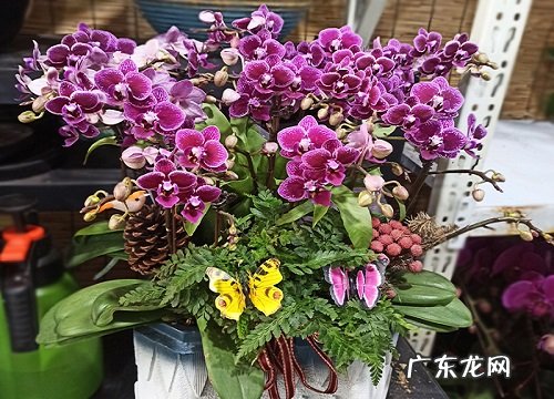 蝴蝶兰的根尖受损主要是什么原因