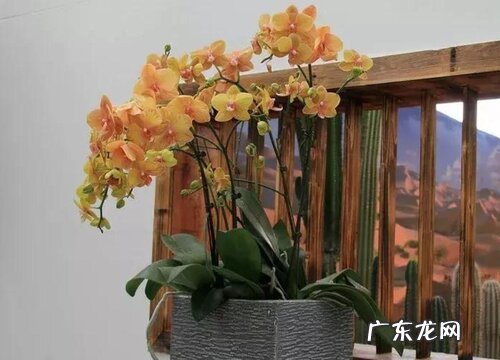 蝴蝶兰的根尖受损主要是什么原因