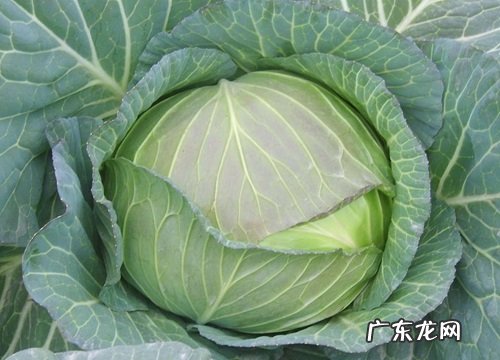 常见的十字花科植物有哪些 十字花科蔬菜种类及图片