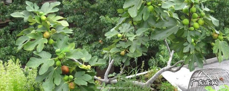 盆栽无花果多长时间会结果,如何种植无花果