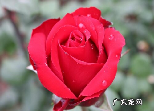 重剪后的月季如何养护新芽多又粗壮