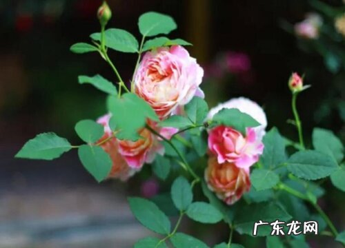 重剪后的月季如何养护新芽多又粗壮