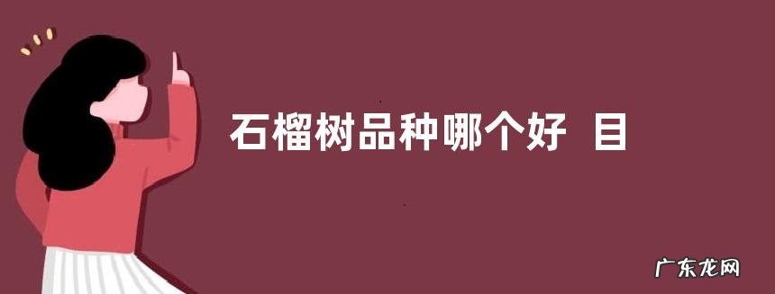 石榴树品种哪个好目前最好的石榴树品种排行