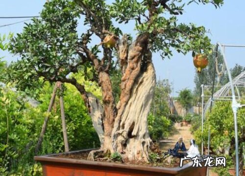 石榴树品种哪个好目前最好的石榴树品种排行