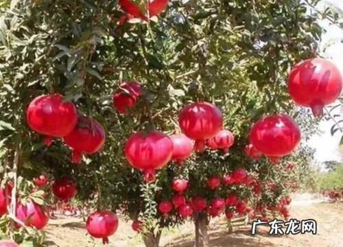 石榴树品种哪个好目前最好的石榴树品种排行