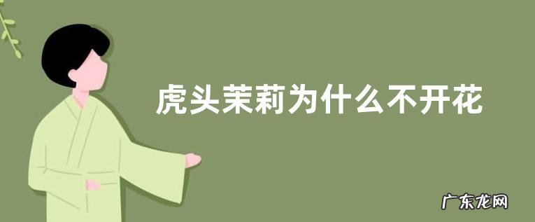 虎头茉莉为什么不开花