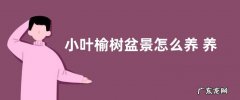 小叶榆树盆景怎么养 养护方法与管理注意事项