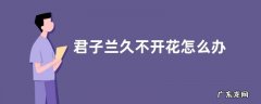君子兰久不开花怎么办如何养猛开花