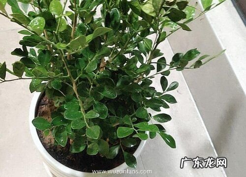 九里香换盆注意事项 九里香移栽的注意事项