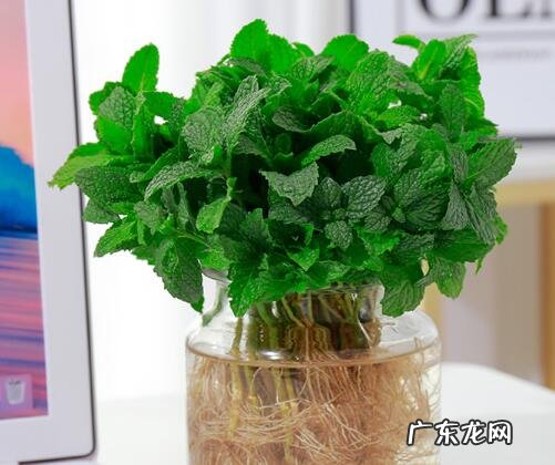 薄荷怎么养长的好 家庭养殖方法